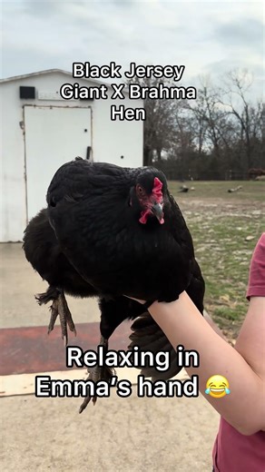 Black Jersey Giant Brahma Hen all grown up! #jerseygiant #brahma #bym #hen #chicken