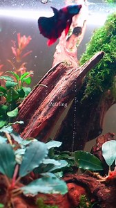 12K views · 281 reactions | Pearling #aquascape #plantedtank #viralreelsシ #fishtank #aquatic #aquarium #aquariumhobby #layoutdesign #viralpost #viral | AquaPedia | Facebook