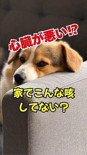 お家でこんな咳していない？＃肺水腫#動物病院 #犬 #犬のいる生活 #かわいい＃僧帽弁閉鎖不全＃雑音＃心臓病＃犬好き＃ペット