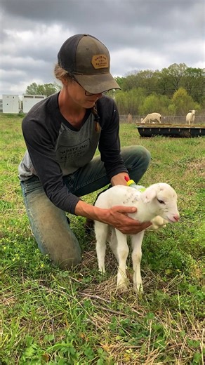 Solar grazing is a wonderful way to keep land in agriculture while producing clean energy. Our sheep keep the vegetation managed on about 3,000 acres of solar arrays owned and operated by our friends at Silicon Ranch. Join us May 19th-21st for our three-day workshop with the @Center for Agricultural Resilience (CFAR) on solar grazing as an innovative approach to sustainable land use that combines renewable energy production with responsible livestock grazing. Get details & secure your ticket her