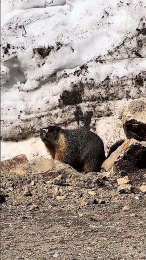 Marmots of the Sierra Madre | Hidden Lives of the Mountain Wilderness