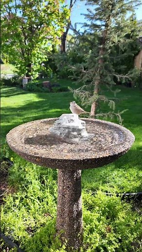 White-crowned Sparrow Song