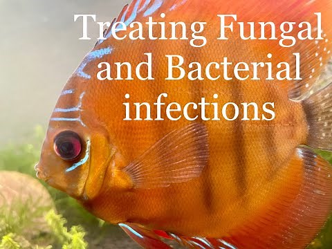 Treating Bacterial and Fungal Infections in Aquarium Fish