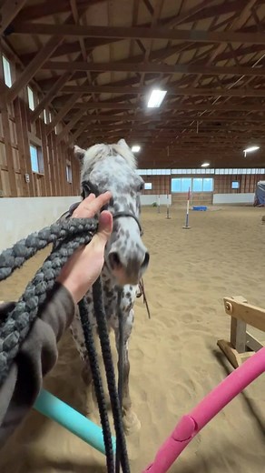 Life with a sassy POA | Feeding A Horse