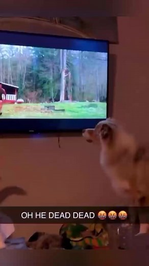 1.4M views · 23K reactions | Dogs watching tv #pet #petsoftiktok #funny #funnydog #dogsoftiktok #dog -000 | Addie K. Rodriguez | Facebook