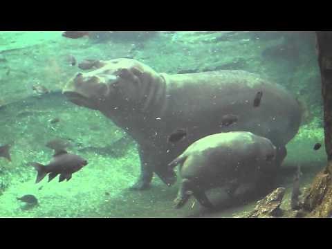 CUTE - Mama Hippo and Baby Hippo Swimming Together