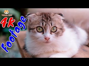 4K Quality Animal Footage - Cats and Kittens Beautiful Scenes Episode 19 | Viral Cat