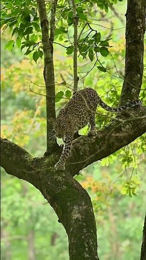 Cheetah on the Tree | Rare Wildlife Moment Caught by Hunters | Nature Documentary