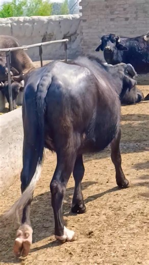 buffalo farming, buffalo talaab, buffalo cartoon, bhains wala cartoon,#cows #animals #buffalo