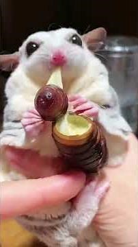 Animals and Bugs – A SugarGlider Eating a Cheese Bug