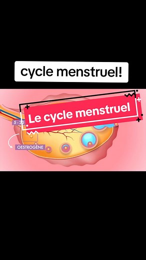 Le cycle menstruel est composé de trois phases: .la phase folliculaire (avant la libération de l'ovule) .la phase ovulatoire (libération de l'ovule) .la phase lutéale (après la libération de l'ovule) #medecine #medecin #Dr #cyclemensturel #apprendresurtiktok #fyp #fypシ゚viral #videomed #camerountiktok🇨🇲