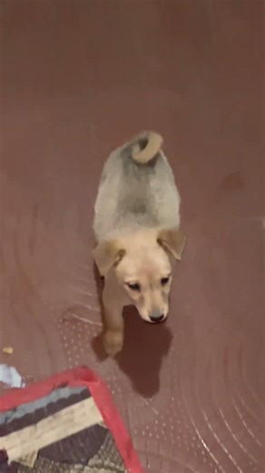 Tine dog 🐶 funny moment 😂 #yt #shortsfeed