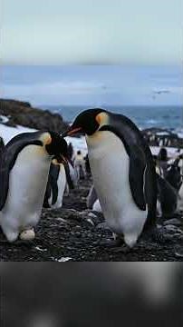 A Baby Penguin’s First Steps | Brave Journey in the Frozen Wilderness