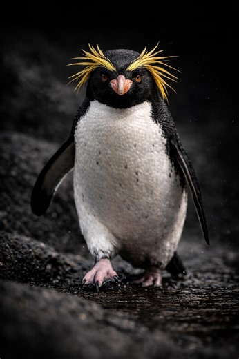 Cinematic Penguin Collection – 5 Ultra-Realistic Wildlife Photography Prints (Digital Download)