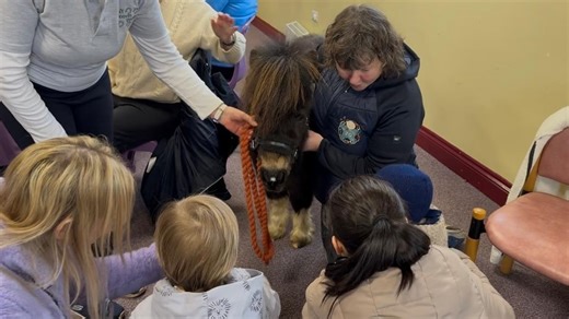 Meet the adorable mini-ponies bringing comfort to those in need across the island