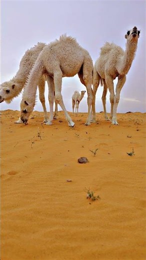 make you sad, the song of 25 prophets #gottalent​ #jejakislam​ #feedshorts​ #camel #shortvideo