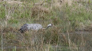 Common Crane sits on a nest and breeds