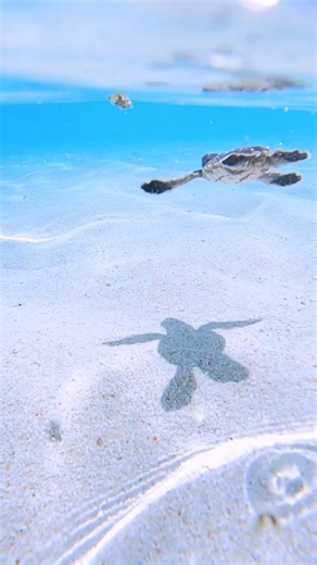 Mitchell Pettigrew on Instagram: "Sea Turtle Therapy 🐢🩵 #ocean #goproanz #gopro #relaxing #australia"