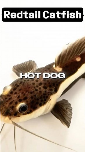 Why Redtail Catfish Become 5-Foot Nightmares