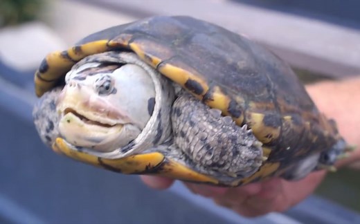 成体 德州钻纹龟 | Malaclemys terrapin littoralis