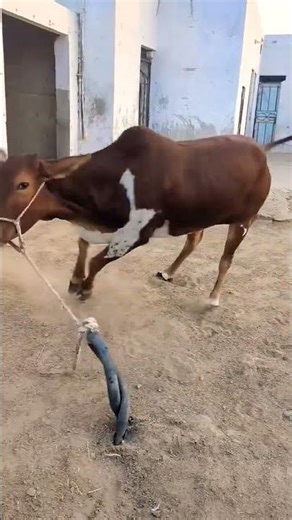 Cow Going Crazy #thebrosfarm