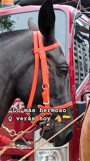 ✨amor por las mulas 🐴 tradición en nuestro pueblos colombianos / “This is the real Colombia 🇨🇴”