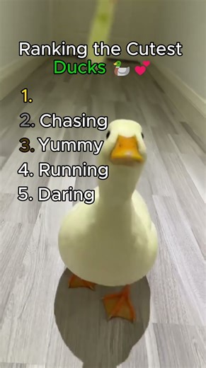 Top 5 Cutest Ducks 🦆💕#duck #animals #funny #cute