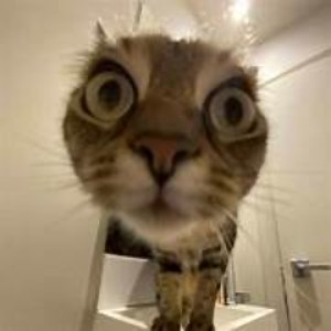 Pyro_Manager69 - Twitch