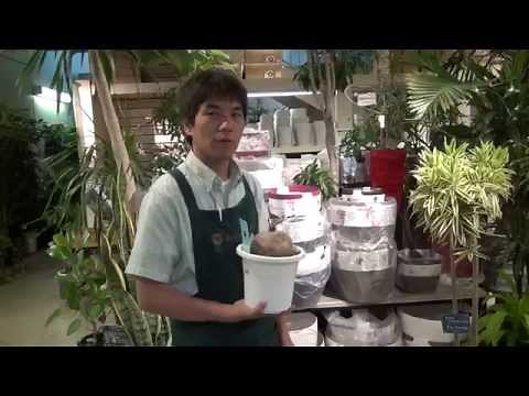 ステファニア ロツンダ（そら植物園）の育て方・日常管理