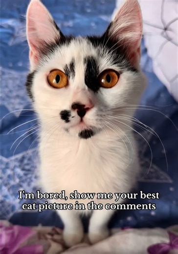 I'm bored, show me your best cat picture in the comments #bored #catlove #fyp #meowmeow #cattok