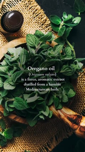 ANIMA MUNDI HERBALS on Instagram: "Where did you first meet Oregano? 🌿🔥 Most of us know it from the dinner table, but modern distillation has radically changed how we interact with this liquid fire. By concentrating Oregano in oil, humans amplified its natural defensive chemistry, including carvacrol and thymol, which plants use to survive hostile environments. Oregano oil helps reinforce the body’s innate defenses. 🛡️ That same intelligence is why it is widely regarded today as a “natural an