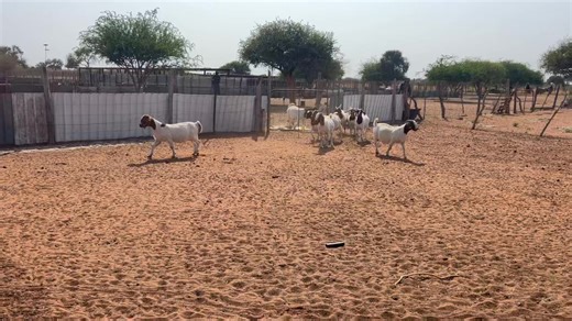 PRIMIGRAVIDA DOES TRANSFERRED TO MATERNITY KRAAL They were born in May 2024 and will birth on the second week of October.They have a long breeding career ahead of them,let’s see how they perform over the next 16 months. We are located in Kgatleng ko masimomg a Mmakgomo 30kms from Mochudi.(heartwater area) Call 267 71482148 | Sahara GOAT Breeders