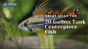 Centerpiece Fish For 20 Gallon Tank - 5 Beautiful Ideas