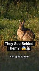 How Rabbits See the World! (360° Vision Secrets) 🐰👀 #rabbit #animalfacts #shorts