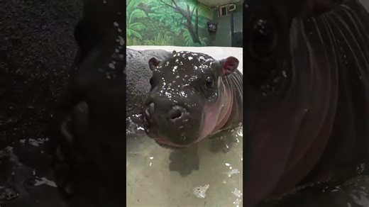 Meet Poppy, the cutest baby pygmy hippo ever seen
