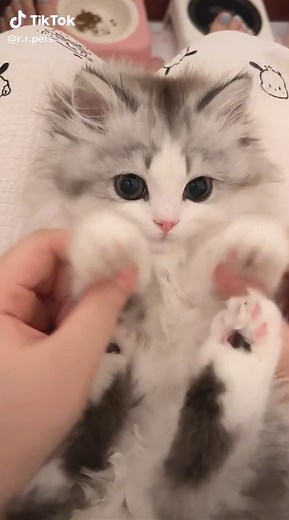 Cute baby 😘😘#cutecat #cat #pet #cuteanimals #animals #cute
