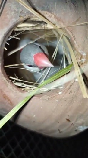 Silver Java sparrow | Silver Java Finch | Java Finch |#real #finchlover#foryou #shortvideo#sparrow