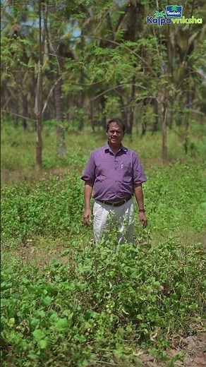 Land preparation for Indian broad bean cultivation