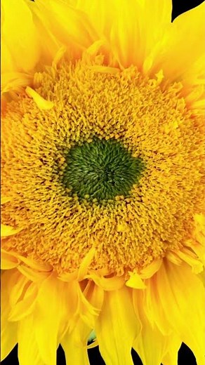Flowers in Bloom🌻Sunflower | Always Turning Toward the Light