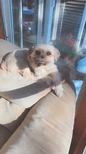 Goofy Summer | Suzanne Carrick