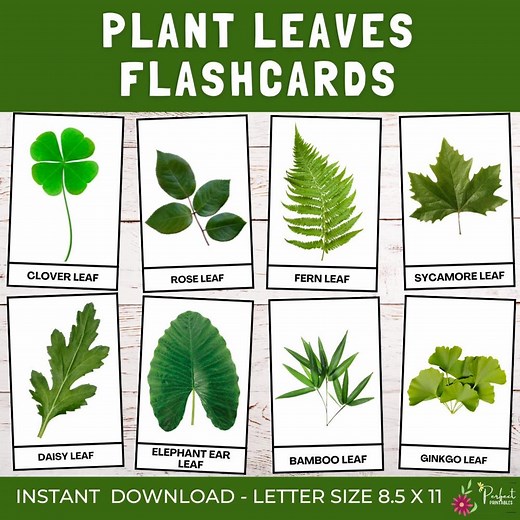 Plant Leaves Flashcards | Botany Plant Identification Montessori Cards for Kids, Education Homeschool Resources Leaf Study - Etsy