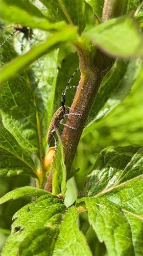 Copulating Longhorn Beetles Agapanthia villosoviridescens