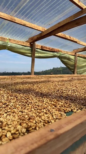 Understanding Wet Processing in Coffee Production