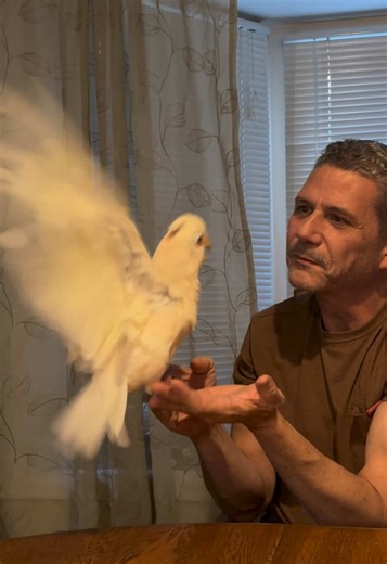 Goffin's Cockatoo's Joyful Moments and Care Tips