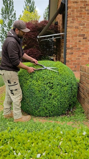 The finishing touches on this Buxus sempervirens ball.. 🍃🍃 . . . . . . . . . . . . . . . #hedgelover_ #topiarylover_ #satisfying #ihavethisthingwithhedges #greenery #buxus #reeloftheday #design #trending #gardendesign #asmr #art #spring #jardin #reels #topbuxus #handclipped #satisfyingvideo | Southern Cross Gardens