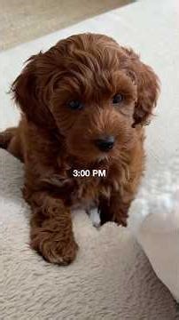 our puppy’s first day at home 🐶 #cockapoos #dogmom #newpuppy #puppylife #puppydog #puppyvideos