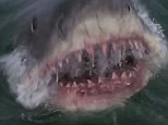 Spielberg's 'JAWS' from 1975 left Americans terrified of sharks