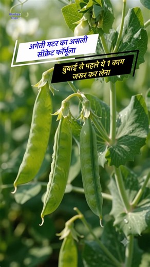 रिकॉर्ड तोड़ मुनाफा देने वाली टॉप अगेती मटर || Pea Farming In India | Matar Ki Kheti Ka Chamatkar