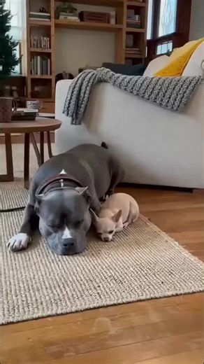 Hilarious Chihuahua Moments Captured on Video