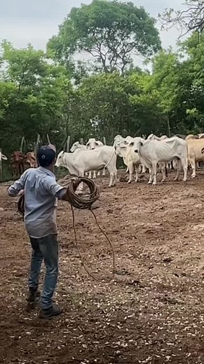 Herding Cattle: Techniques for Managing Livestock